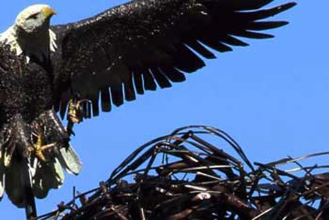 Nesting Bald Eagle